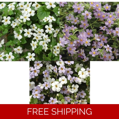 Bacopa Scopia Plug Plants x3